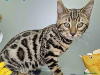 Bengalí gatos Bengali Macho 1706 AQUANATURA - Anuncio 6