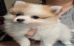 Pomerania perros en venta: Criadas en habiente familia  - Imagen 2