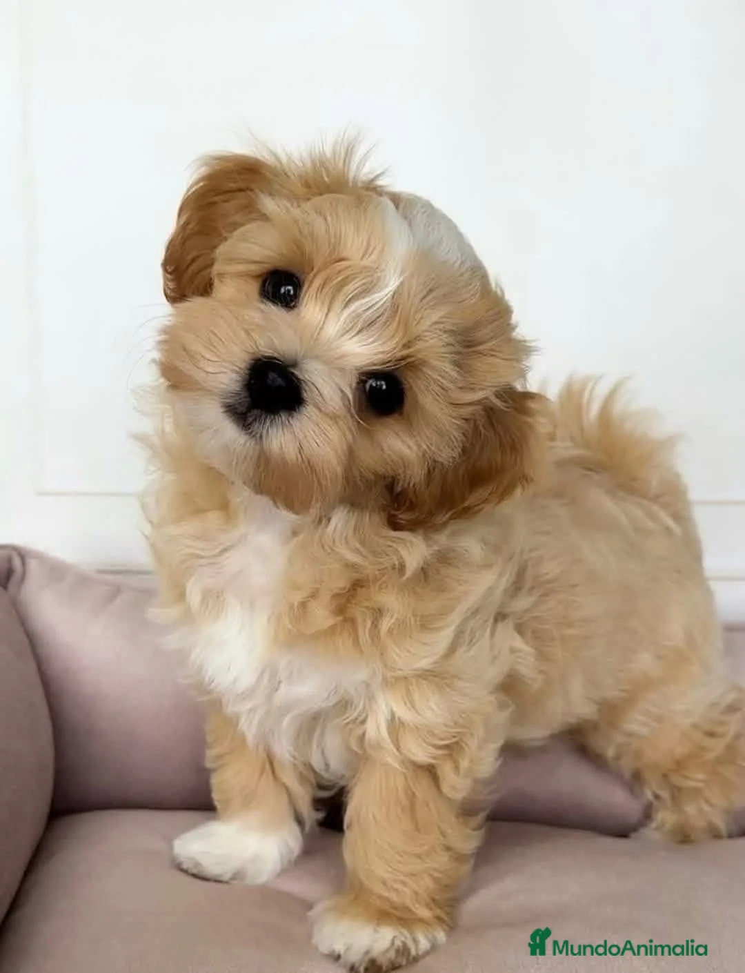Maltipoo perros en venta: Maltipoo  - Anuncio 1