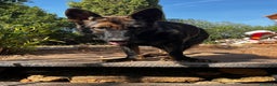 Pastor Belga Malinois perros en adopcion: Ari malinois busca casa - Anuncio 2