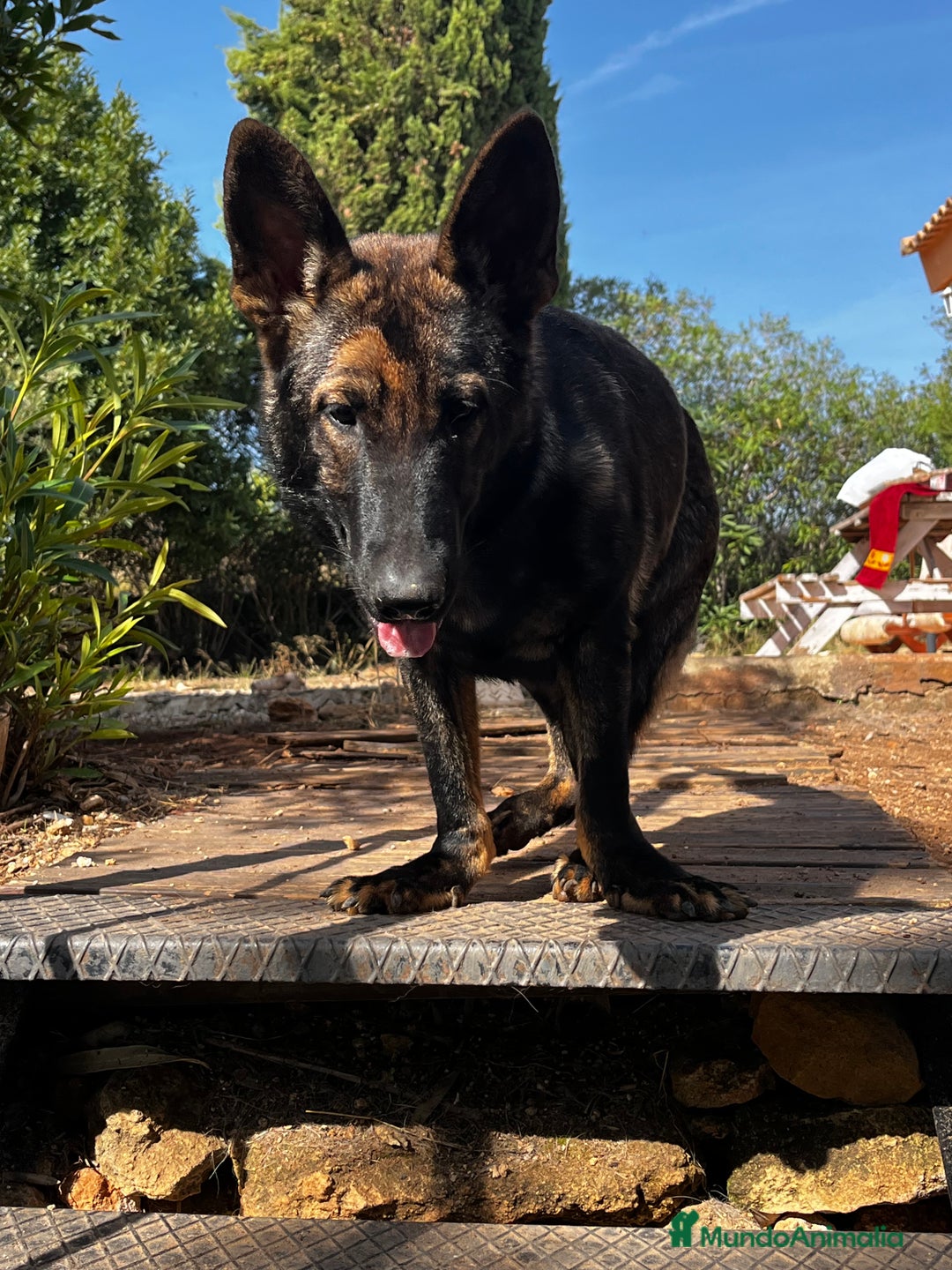 Pastor Belga Malinois perros en adopcion: Ari malinois busca casa - Imagen 2