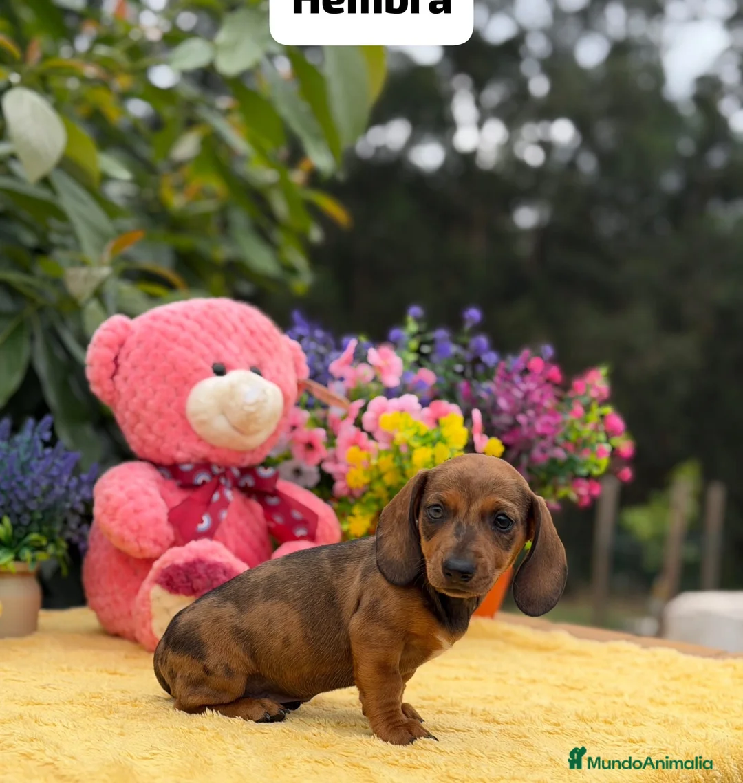 Teckel Miniatura perros en venta: Teckel mini - Anuncio 3