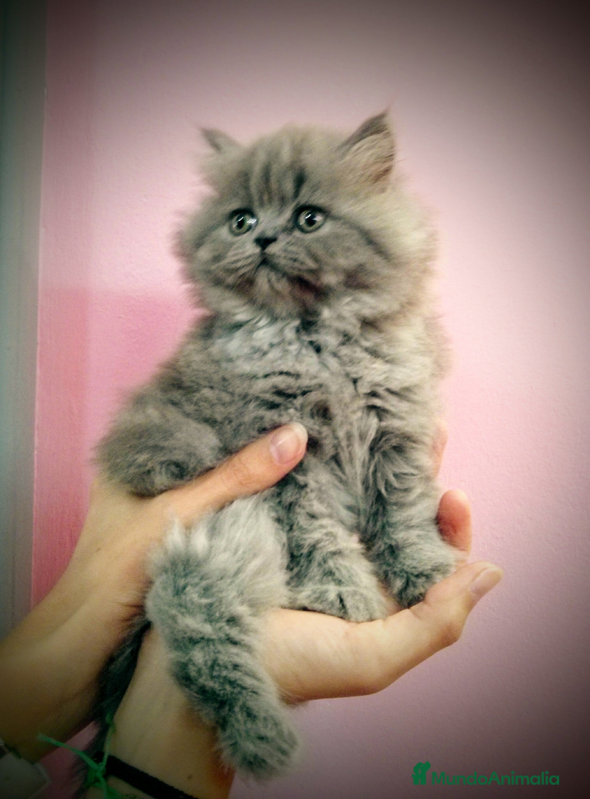 Británico de Pelo Corto Azul gatos Preciosos gatitos en Barcelona - Anuncio 11