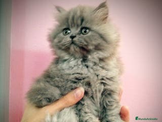 Británico de Pelo Corto Azul gatos Preciosos gatitos en Barcelona - Anuncio 5