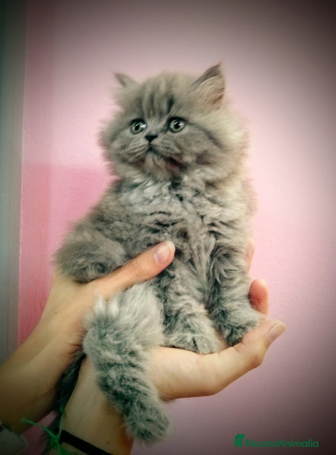 Británico de Pelo Corto Azul gatos en venta: Preciosos gatitos en Barcelona - Anuncio 1