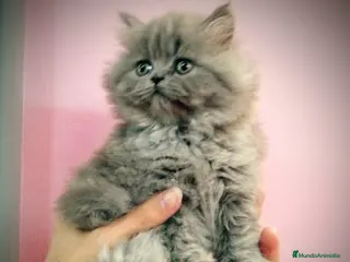 Británico de Pelo Corto Azul gatos Preciosos gatitos en Barcelona - Anuncio 6