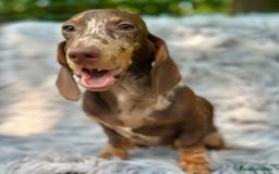 Teckel Miniatura perros en venta: TECKEL MINIATURA CHOCOLATE ARLEQUIN - Imagen 3