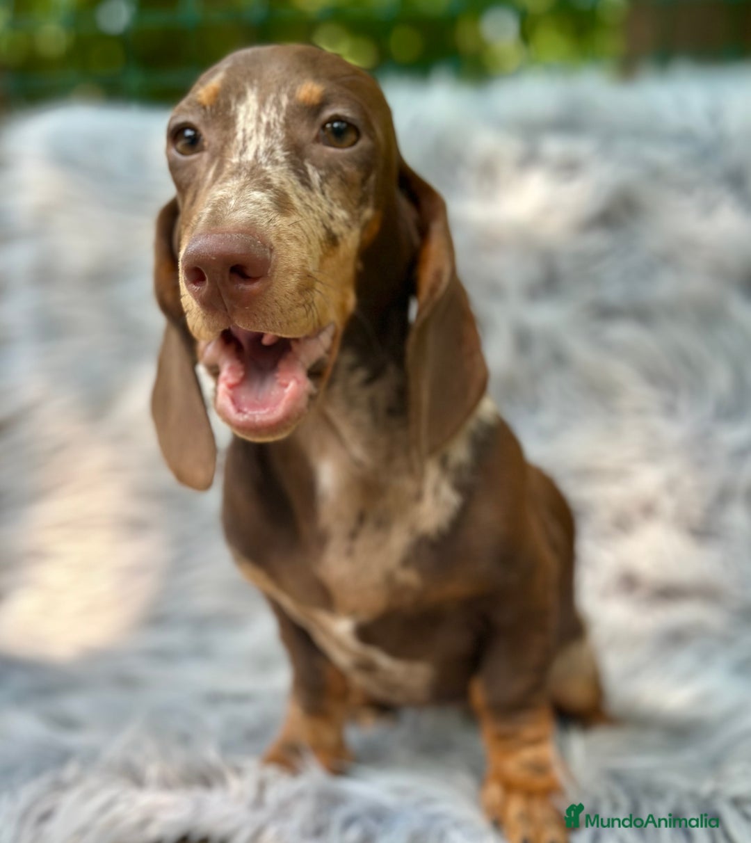 Teckel Miniatura perros en venta: TECKEL MINIATURA CHOCOLATE ARLEQUIN - Imagen 3