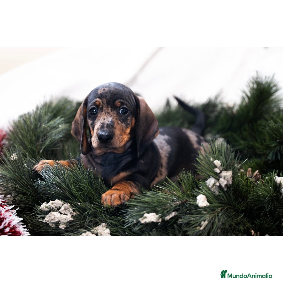 Teckel Miniatura perros en venta: Camada de Teckel miniatura 💙 - Anuncio 5