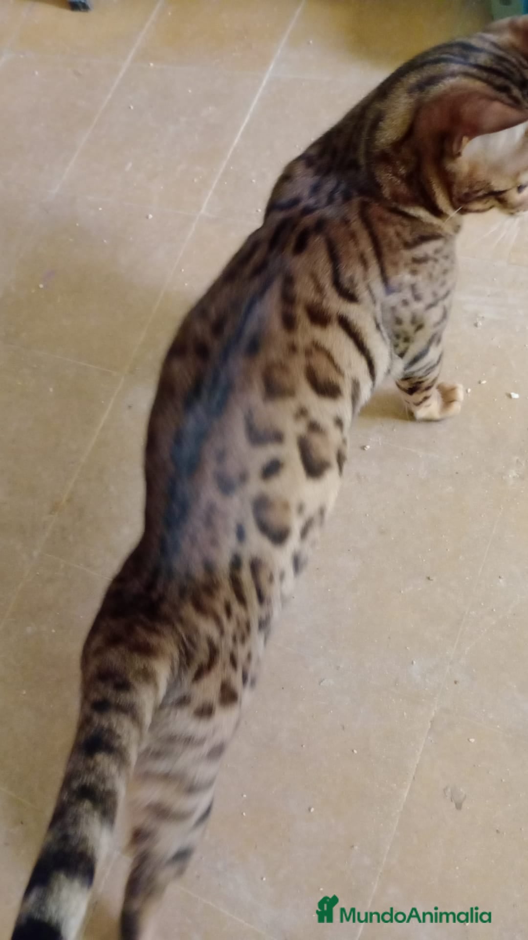 Bengalí gatos en venta: Gatos bengalis tienen 8 meses  - Anuncio 17