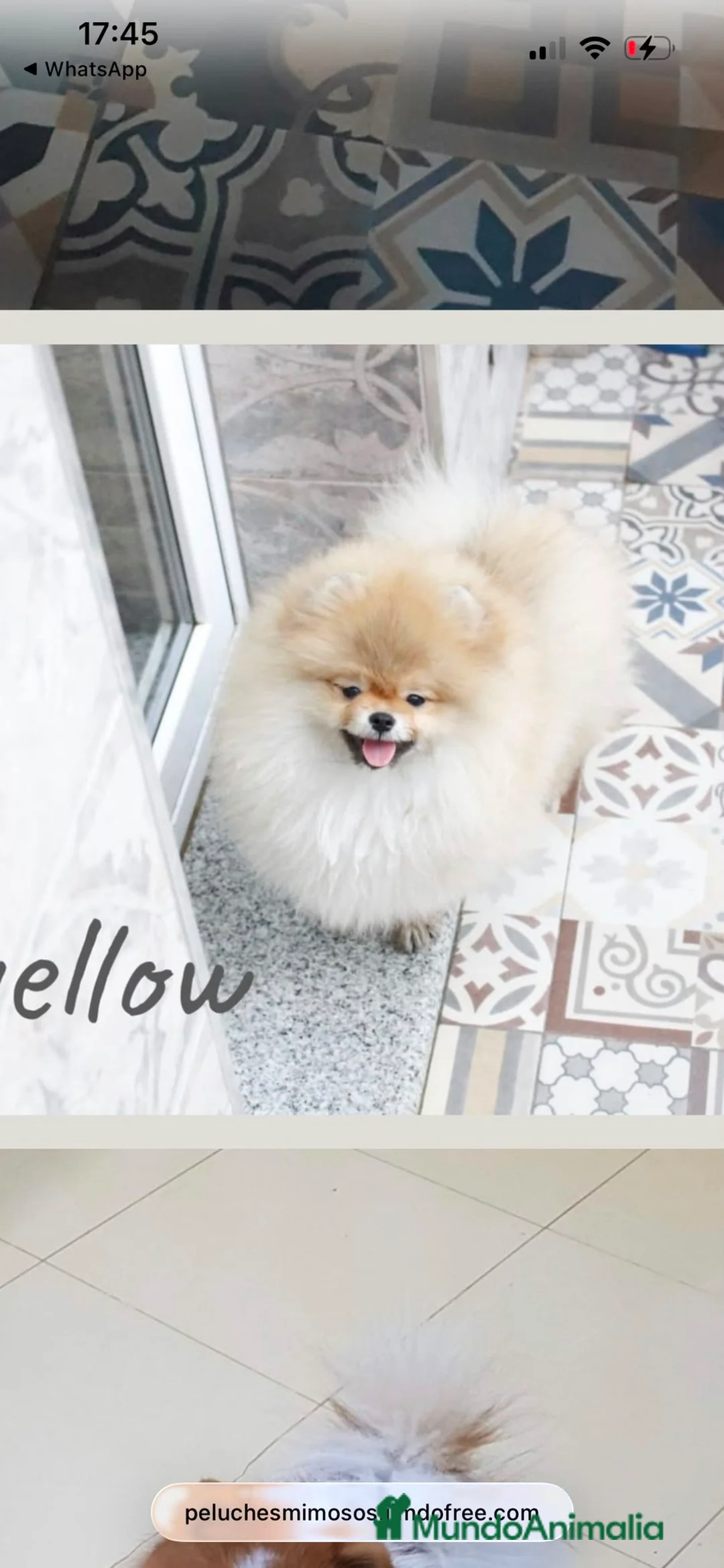 Pomerania perros en venta: Pomerania ositos toy ‼️ - Anuncio 2