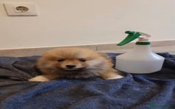 Pomerania perros en venta: Lulu pomerania toy - Imagen 15