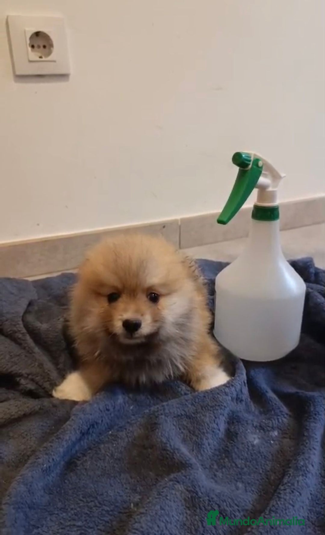 Pomerania perros en venta: Lulu pomerania toy - Imagen 15