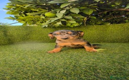 Teckel Miniatura perros en venta: teckel miniatura arlequin - Imagen 1