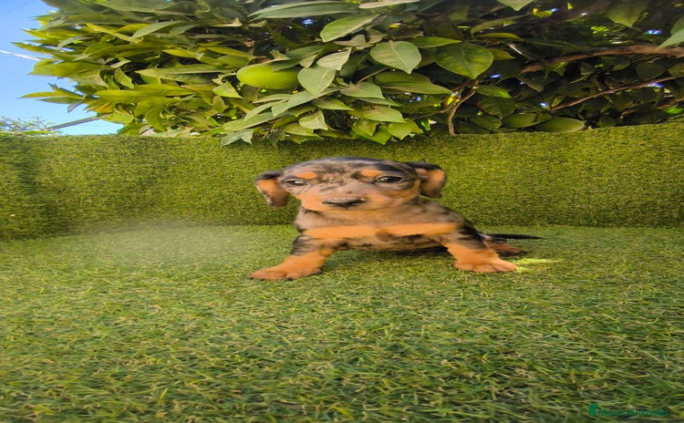 Teckel Miniatura perros - Anuncio 3