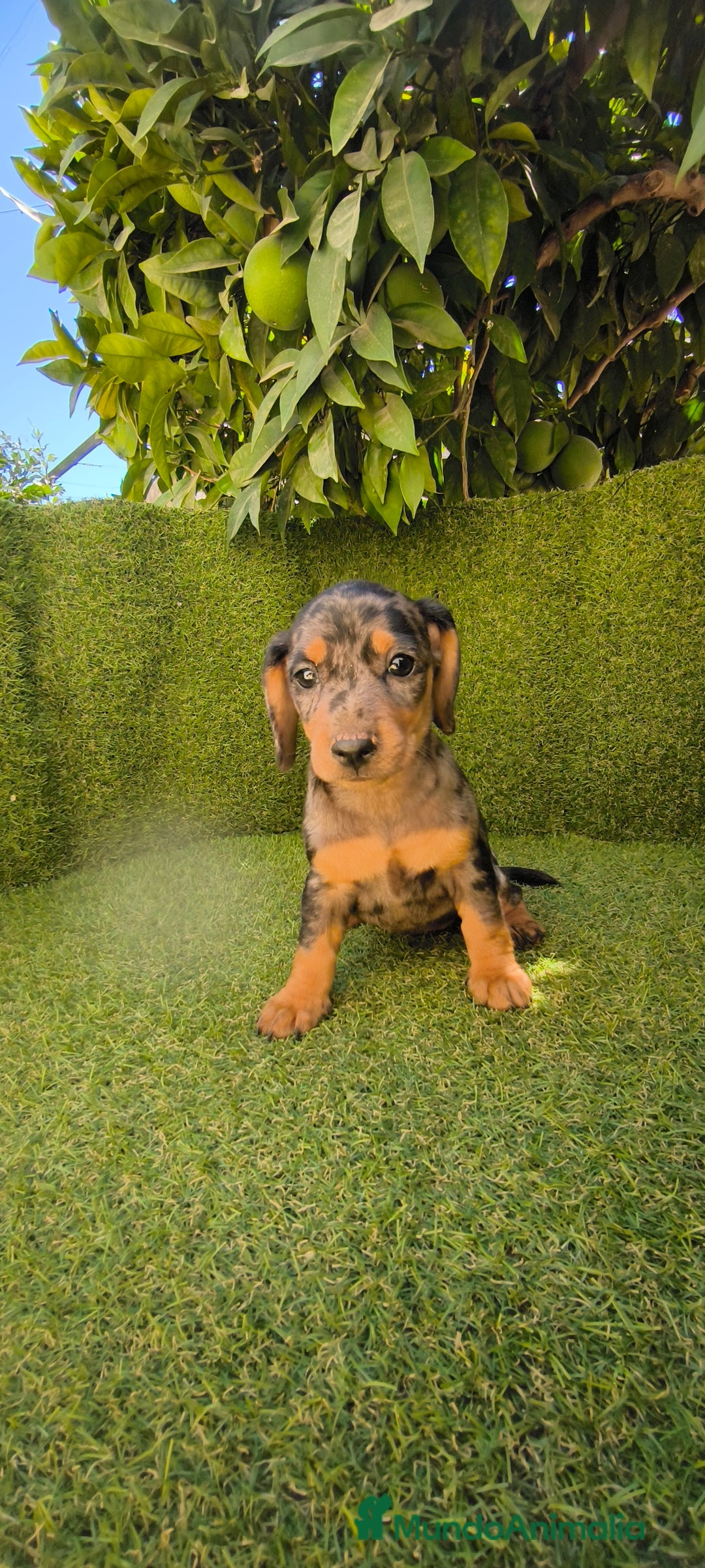 Teckel Miniatura perros en venta: teckel miniatura arlequin - Imagen 1