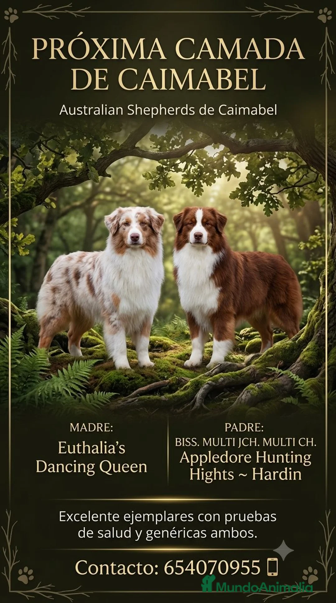 Pastor Australiano perros en venta: Futura camada de Australian Sheperd - Anuncio 1