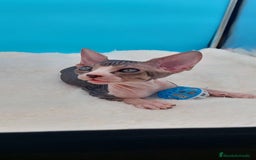 Sphynx gatos en venta: Preciosa camada de gatitos sphynx  - Imagen 12