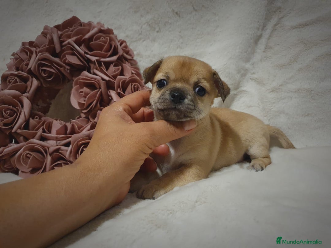 Chihuahua perros en venta: Perro Chihuahua  - Imagen 1