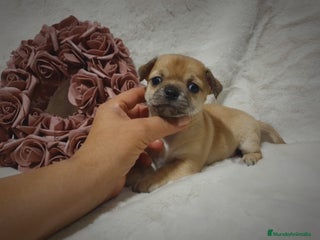 Chihuahua perros - Anuncio 8
