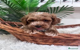 Caniche Toy perros en venta: CANICHE TOY MACHO - Imagen 13