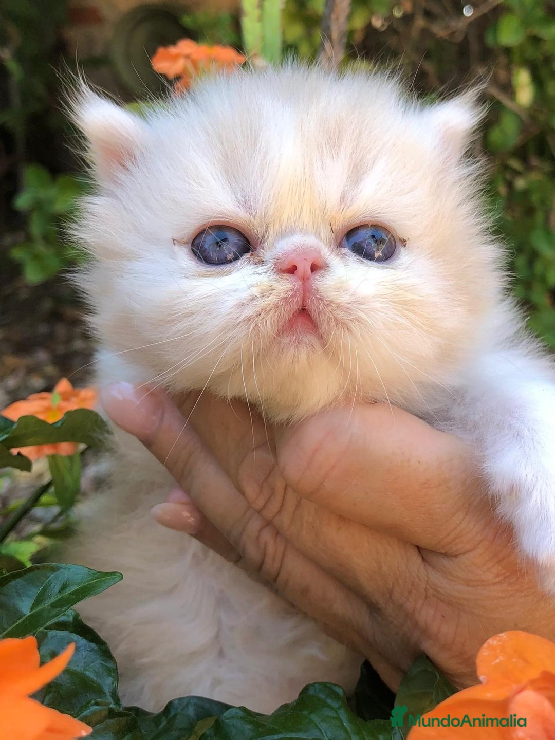 Persa gatos en venta: Gatitos Persas Machos - Imagen 3