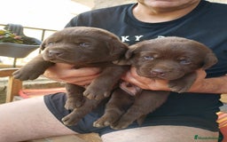 Labrador Retriever perros en venta: Labradores de Quercuscan  - Imagen 4