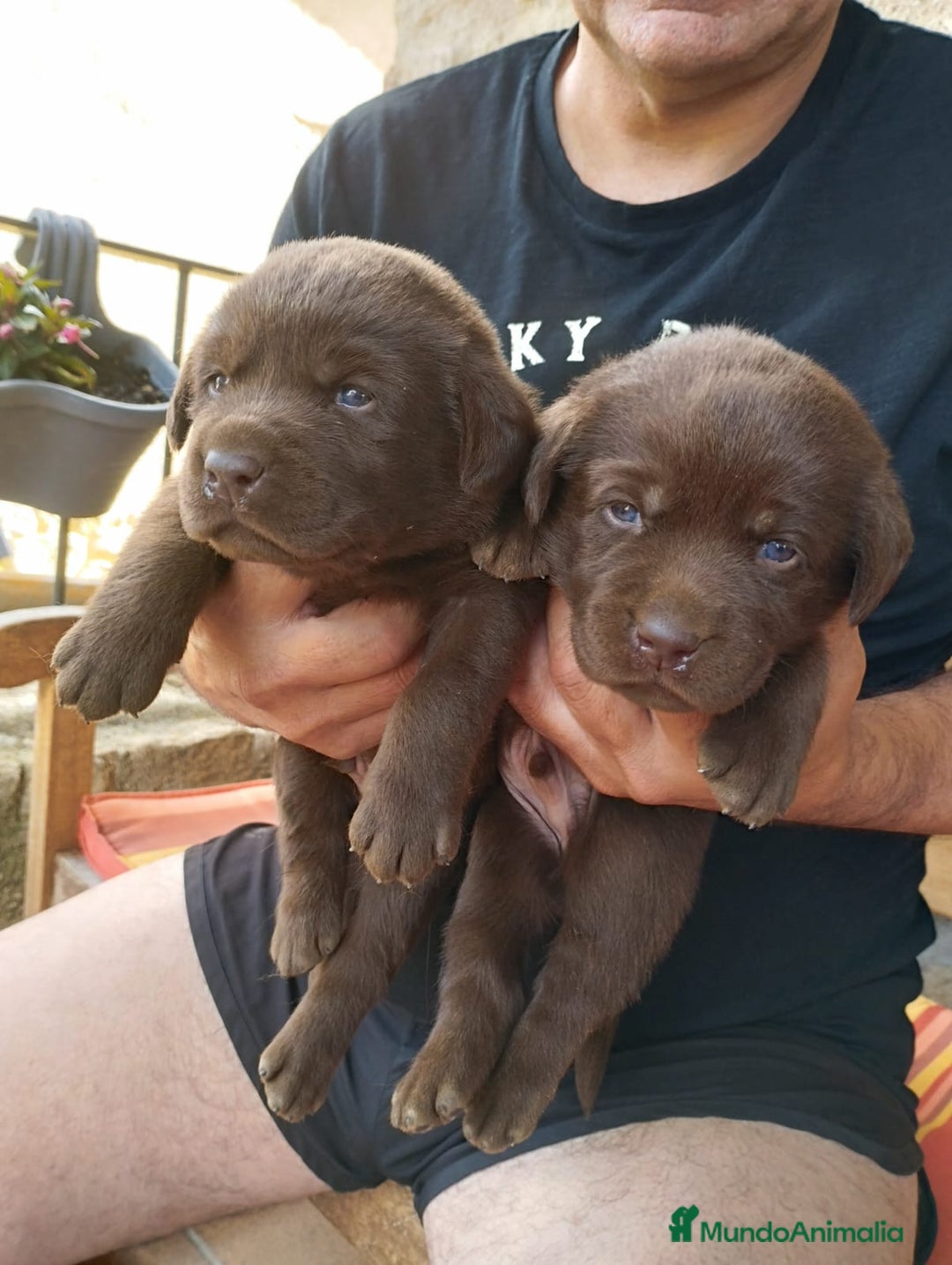 Labrador Retriever perros en venta: Labradores de Quercuscan  - Imagen 4