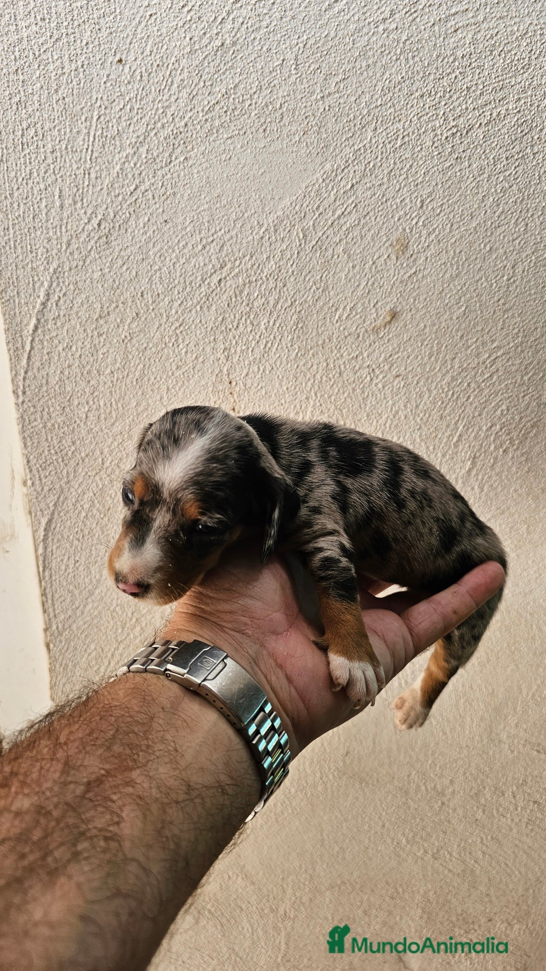 Teckel perros en venta: Teckel  canichen  - Imagen 4