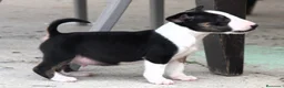 Bull Terrier perros en venta: Bull Terrier  - Anuncio 2