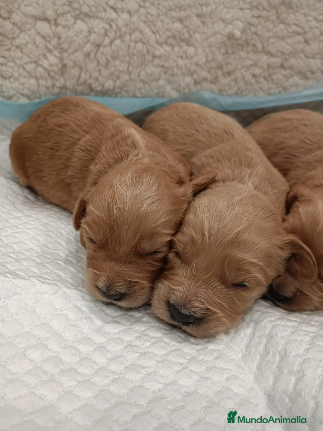 Goldendoodle perros en venta: GOLDENDOODLE - Anuncio 4