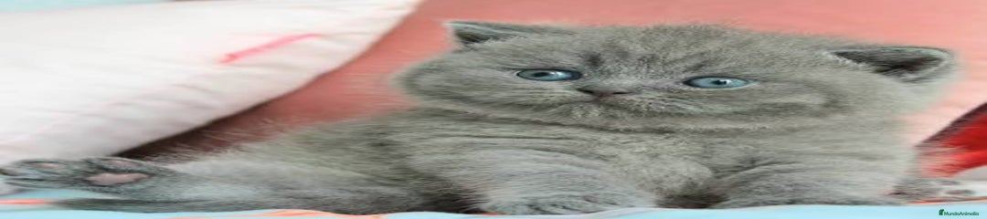 Británico de Pelo Corto Azul Gatito 2