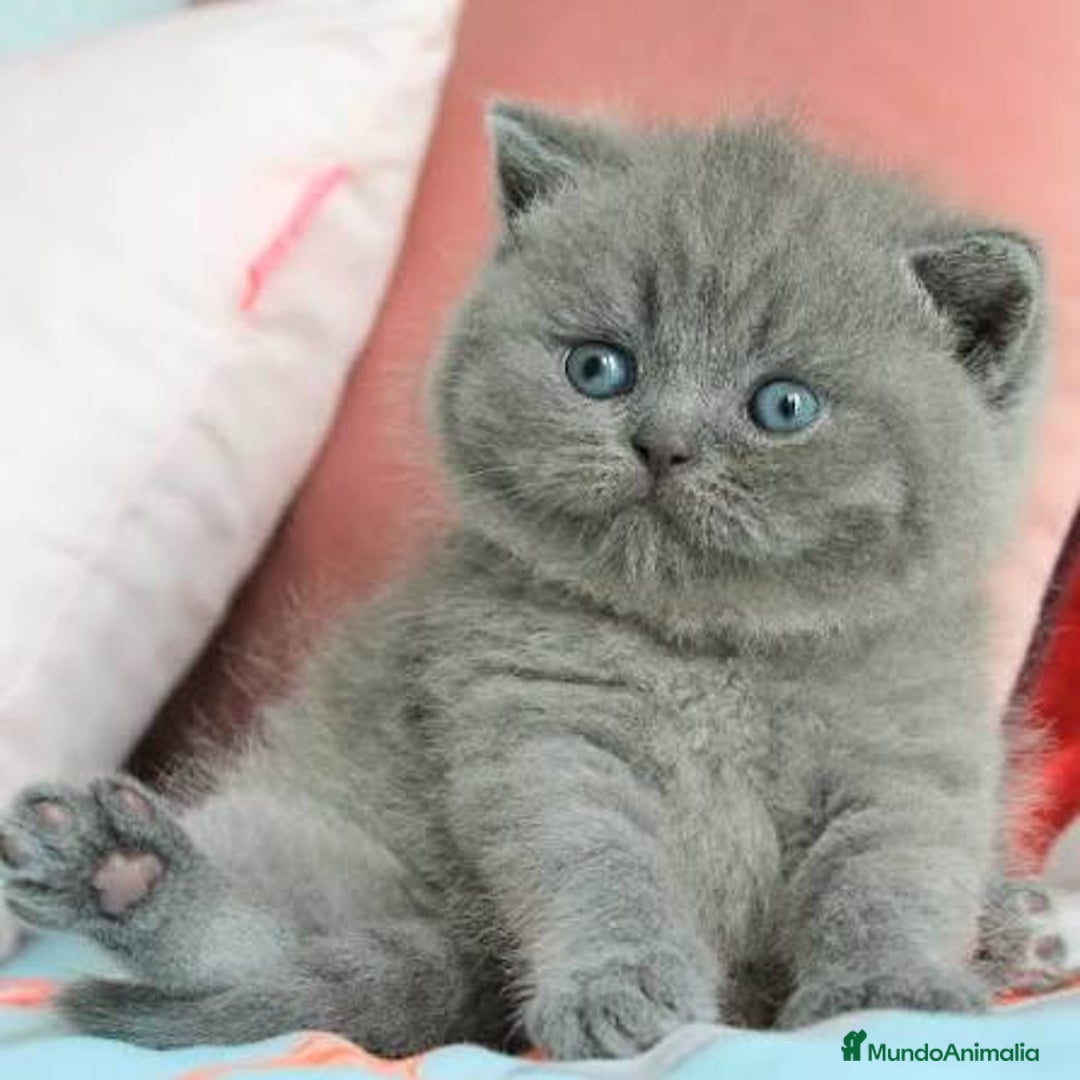 Británico de Pelo Corto Azul gatos en venta: Brithis blue macho disponible  - Imagen 1