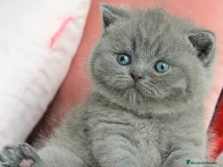 Británico de Pelo Corto Azul gatos - Anuncio 12