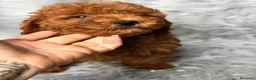 Caniche Mediano perros en venta: Precioso Caniche  - Anuncio 3