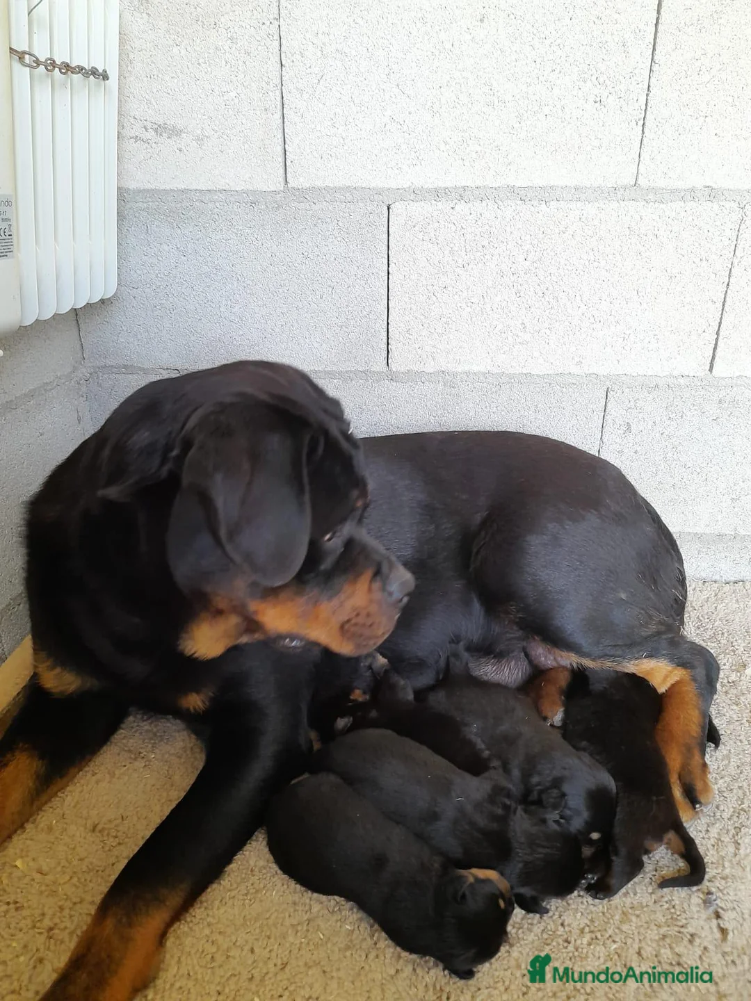 Rottweiler perros en venta: Bebés Rottweiler  - Anuncio 2