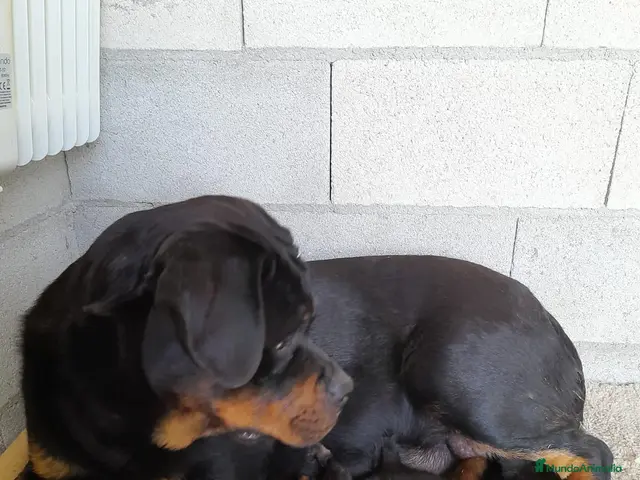 Rottweiler perros en venta: Bebés Rottweiler - Anuncio 2