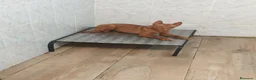 Podenco Andaluz perros en venta: Podenco andaluz  - Anuncio 2