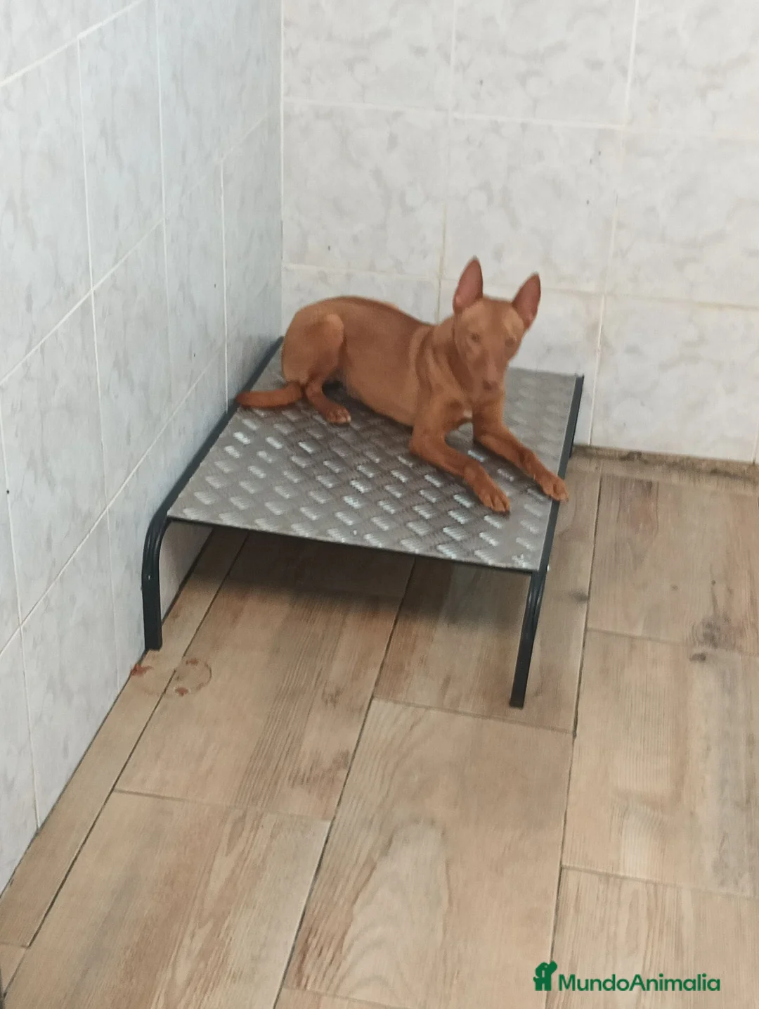 Podenco Andaluz perros en venta: Podenco andaluz  - Anuncio 2