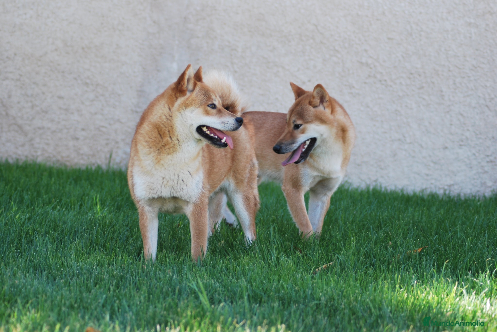 Shiba Inu perros Cachorros de Shiba Inu del Alto del Pago - Anuncio 1