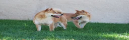 Shiba Inu perros en venta: Cachorros de Shiba Inu del Alto del Pago - Anuncio 1