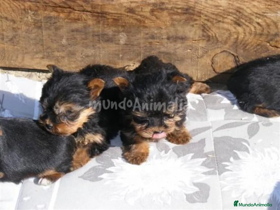 Imagen de galería {{count}}