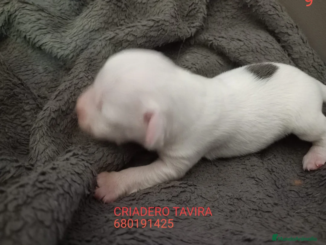 Perro Crestado Chino perros en venta: Cachorros Toys Crestados Chinos  - Anuncio 1