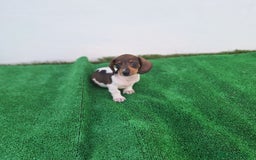 Teckel Miniatura perros en venta: TECKEL MINI PIELBALD - Imagen 1