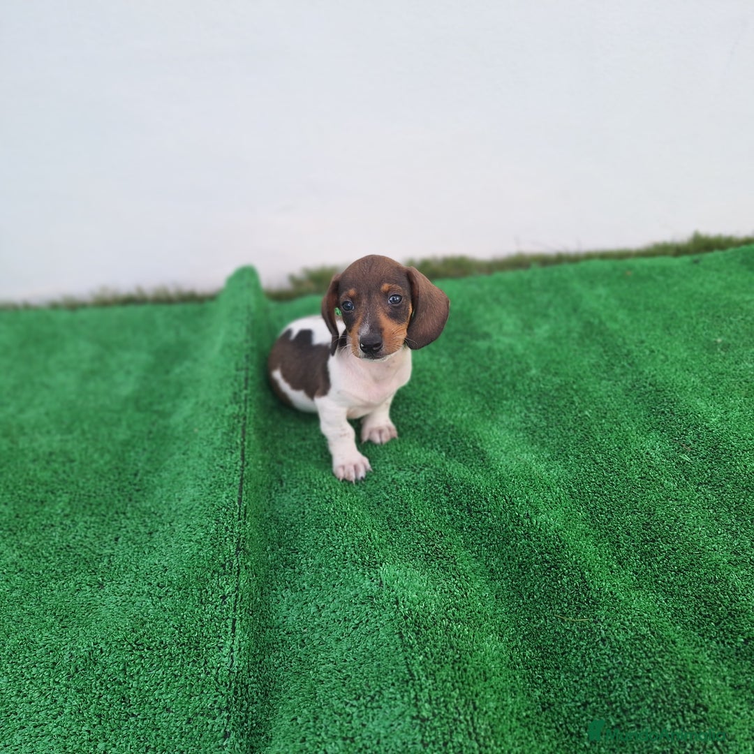 Teckel Miniatura perros en venta: TECKEL MINI PIELBALD - Imagen 1