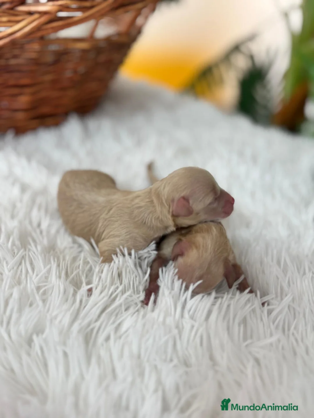 Maltipoo perros en venta: MALTIPOO HEMBRA - Anuncio 10