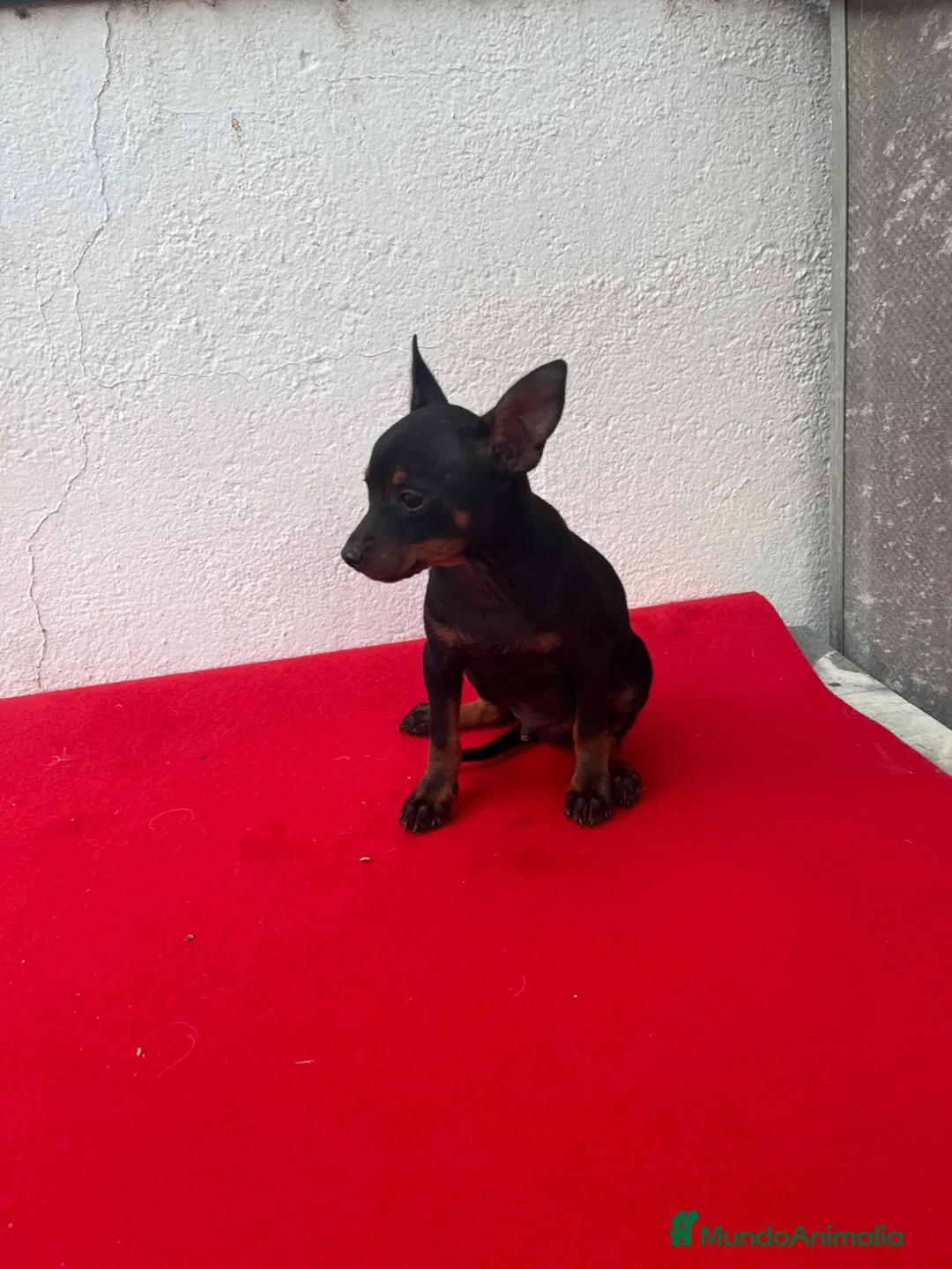 Pinscher Miniatura perros en venta: Mini Pincher  - Anuncio 2