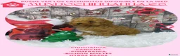 Pomerania perros en venta: IMPRECIOSNANTES CACHORRITOS DE POMERANIAS - Anuncio 9