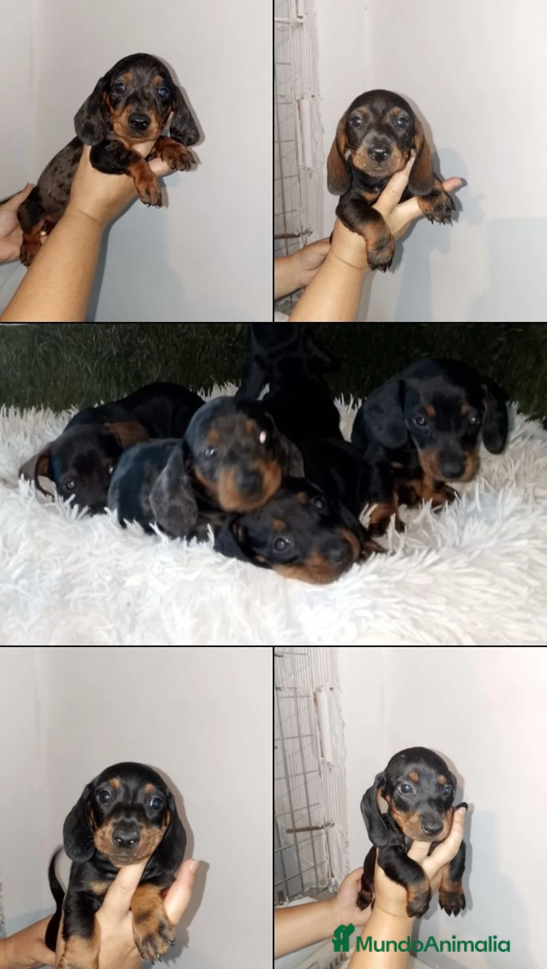 Teckel Miniatura perros en venta: Cachorritos  teckel - Anuncio 1