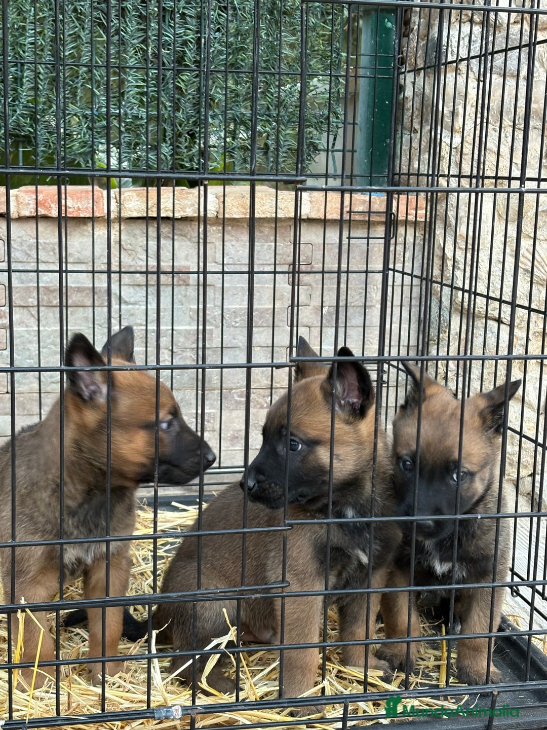 Pastor Belga Malinois perros en venta: Cachorros Malinois  - Anuncio 10